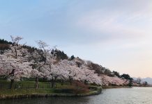 Hoa anh đào khoe sắc tuyệt đẹp như cổ tích ở Nhật Bản Choáng ngợp cảnh sắc hoa anh đào khoe sắc tuyệt đẹp như cổ tích ở Nhật Bản - 1