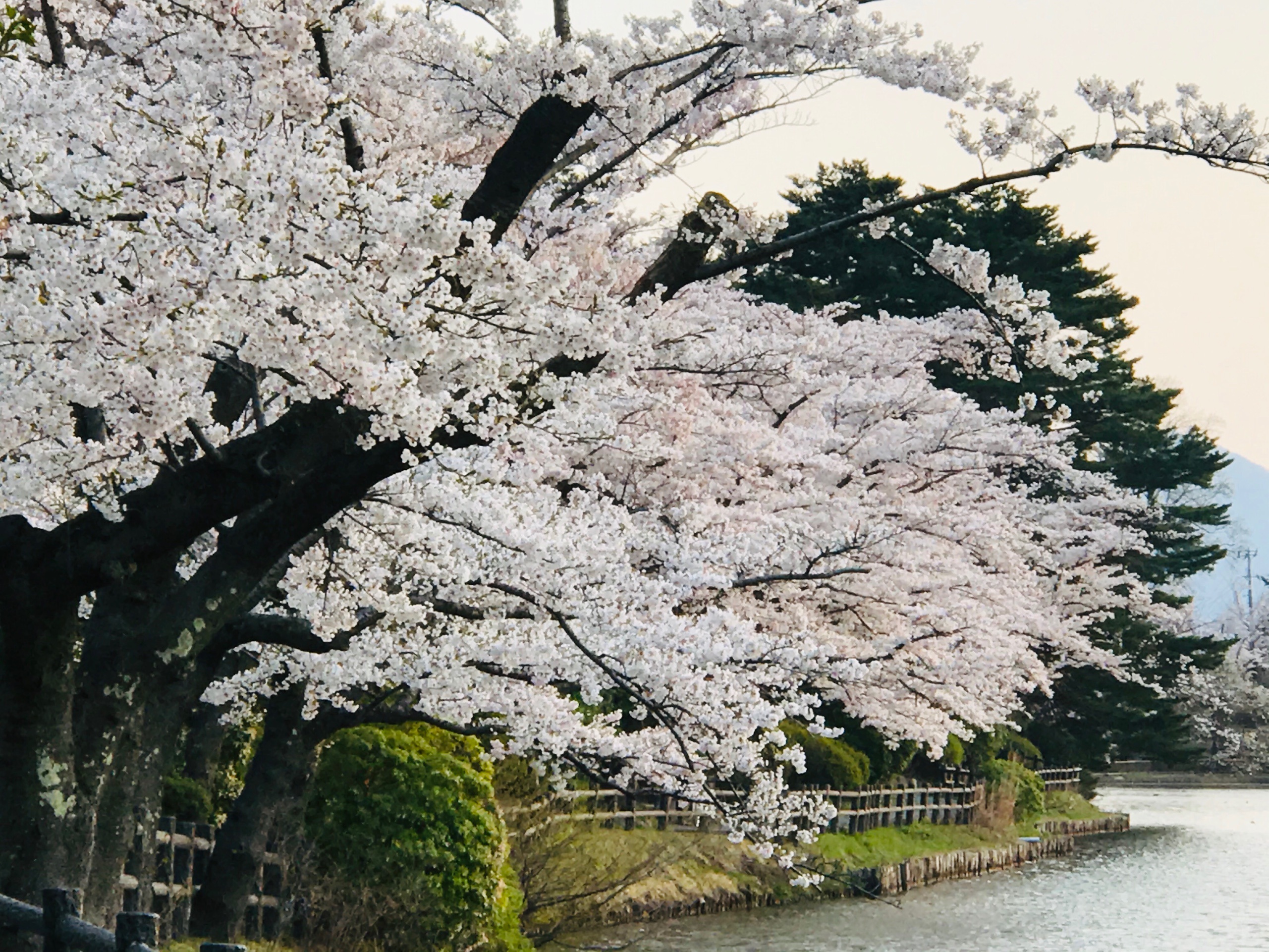 Choáng ngợp cảnh sắc hoa anh đào khoe sắc tuyệt đẹp như cổ tích ở Nhật Bản - 4