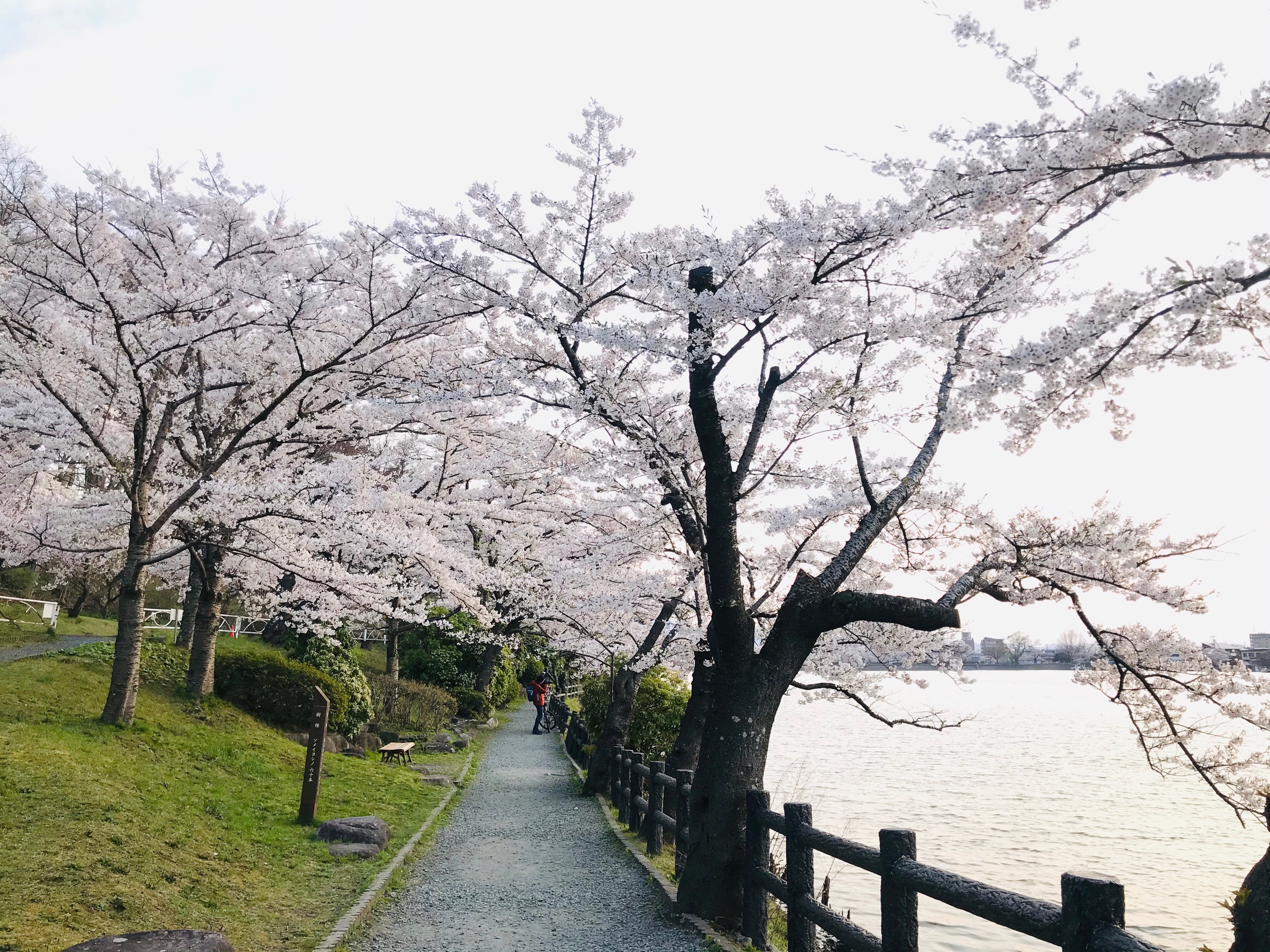 Choáng ngợp cảnh sắc hoa anh đào khoe sắc tuyệt đẹp như cổ tích ở Nhật Bản - 2