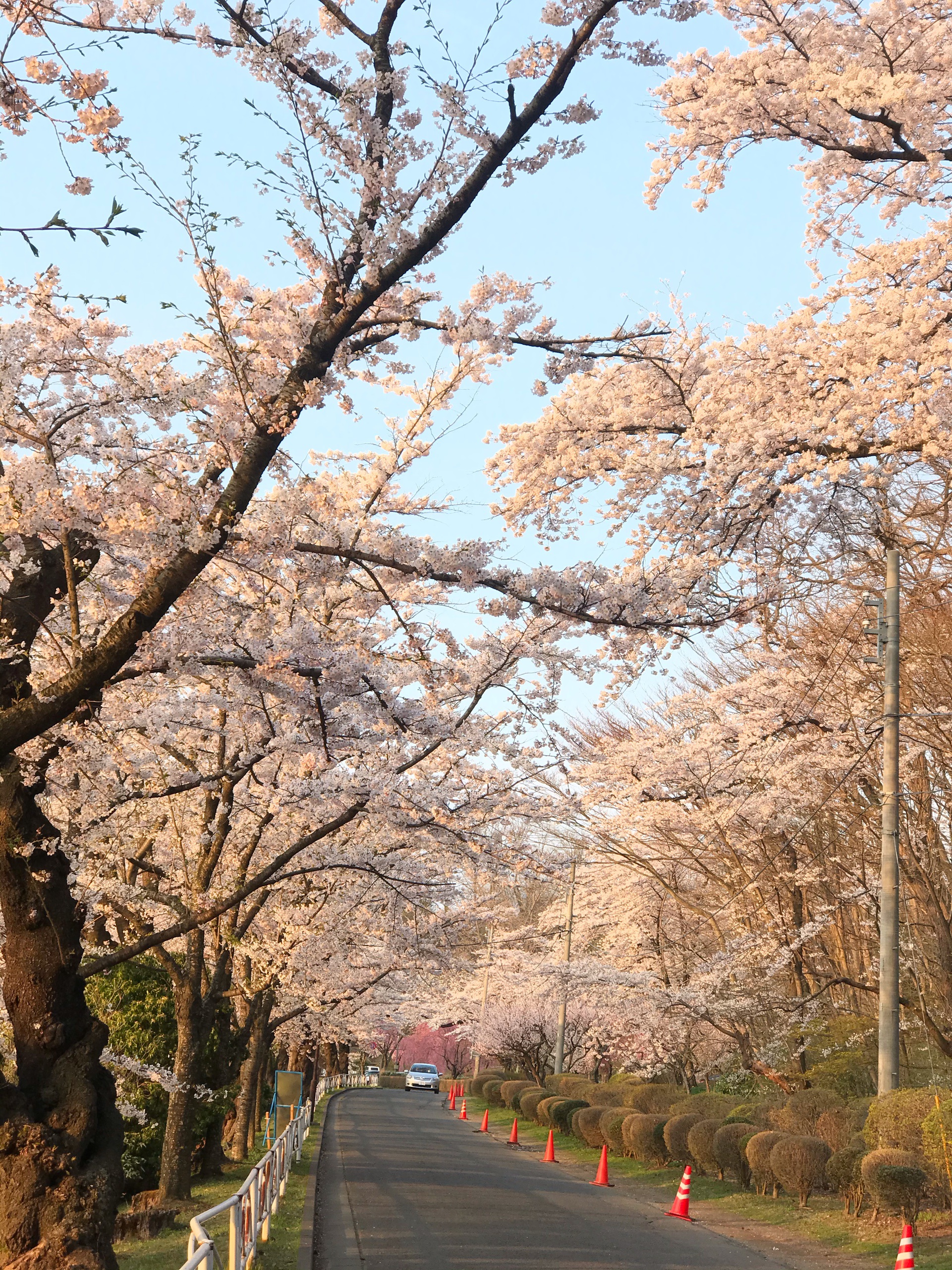 Choáng ngợp cảnh sắc hoa anh đào khoe sắc tuyệt đẹp như cổ tích ở Nhật Bản - 9