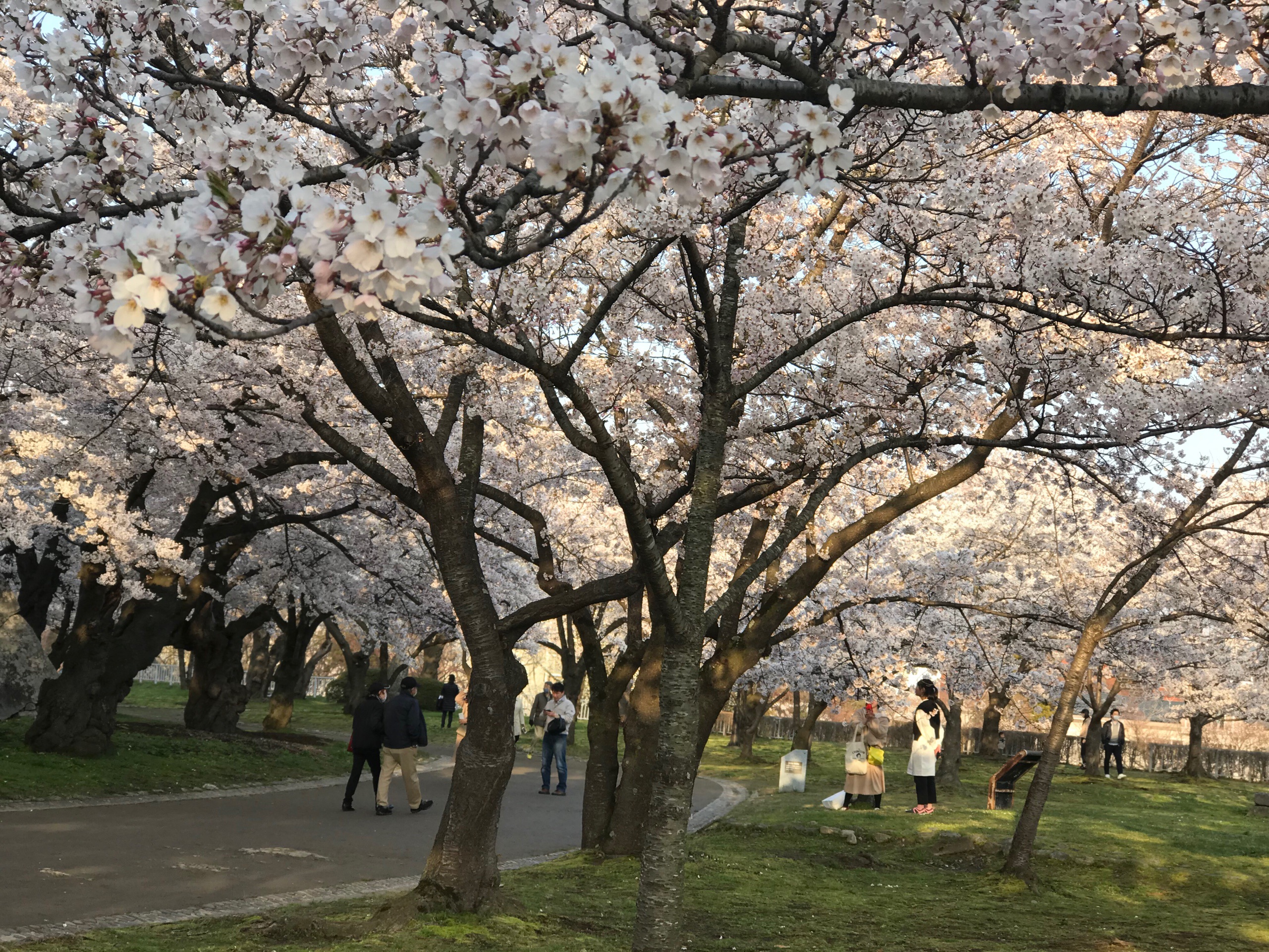 Choáng ngợp cảnh sắc hoa anh đào khoe sắc tuyệt đẹp như cổ tích ở Nhật Bản - 11