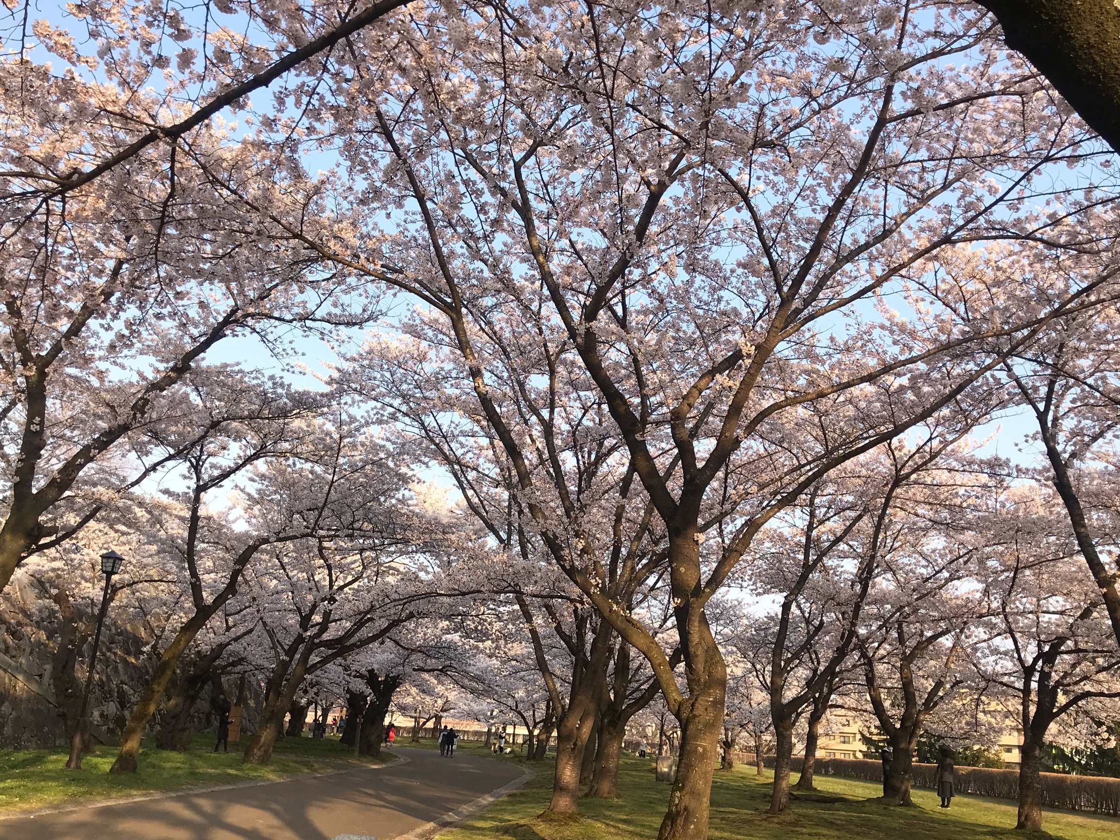 Choáng ngợp cảnh sắc hoa anh đào khoe sắc tuyệt đẹp như cổ tích ở Nhật Bản - 13
