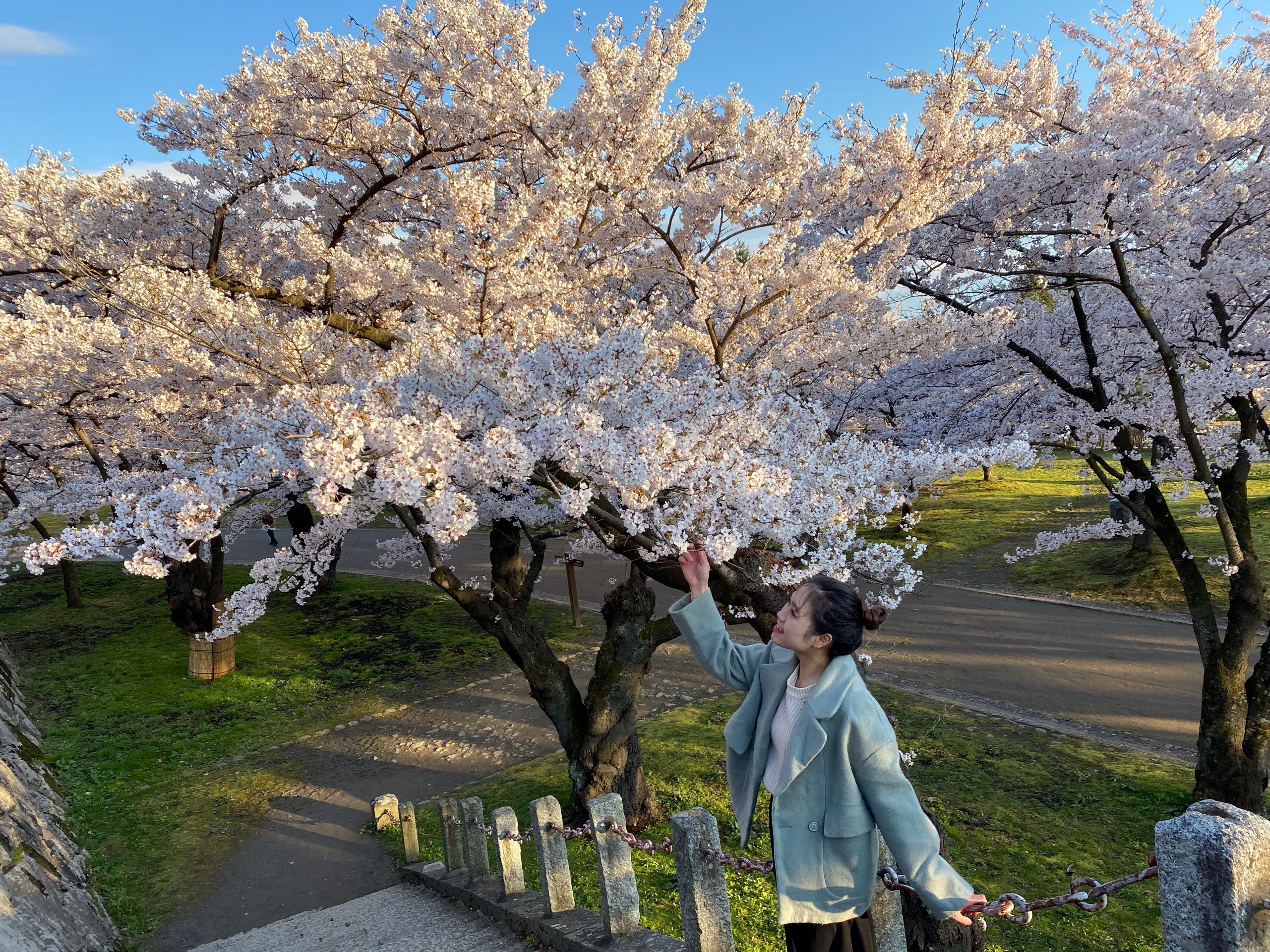 Choáng ngợp cảnh sắc hoa anh đào khoe sắc tuyệt đẹp như cổ tích ở Nhật Bản - 10