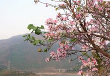 Kích cầu du lịch Tây Bắc để phát triển du lịch Việt Nam Vùng Tây Bắc hứa hẹn tiềm năng du lịch to lớn