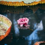 10 điểm du lịch ngắm các loài động thực vật lớn nhất Trái Đất Diem du lich ngam dong vat anh 1