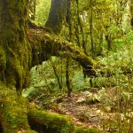 Rừng già Tà Xùa cuốn hút đến quên lối về Rừng già Tà Xùa cuốn hút đến quên lối về - Ảnh 1.