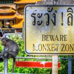 Con người cố gắng lấy lại thành phố từ tay loài khỉ lay lai thanh pho tu tay bay khi anh 1