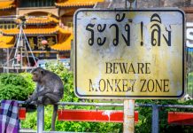 Con người cố gắng lấy lại thành phố từ tay loài khỉ lay lai thanh pho tu tay bay khi anh 1