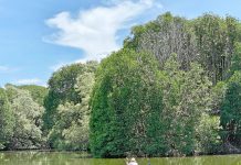 Vị ngọt mặn của vùng đất Cà Mau Vị ngọt mặn của vùng đất Cà Mau - Ảnh 1.