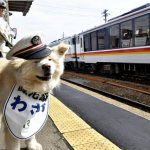 Cuộc đời chú chó đại sứ du lịch Nhật Bản vừa ra đi ở tuổi 13 cho Wasao qua doi anh 1