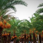 Vườn chà là miền Tây gây sốt vì hàng ngàn du khách thích check-in Màu sắc bắt mắt chuyển từ vàng sang nâu khi chín hòa quyện cùng vị ngọt đặc trưng đã giúp vườn chà là Sa Đéc gây sốt nhiều ngày nay /// Ảnh: Luân Trần