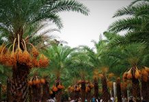 Vườn chà là miền Tây gây sốt vì hàng ngàn du khách thích check-in Màu sắc bắt mắt chuyển từ vàng sang nâu khi chín hòa quyện cùng vị ngọt đặc trưng đã giúp vườn chà là Sa Đéc gây sốt nhiều ngày nay /// Ảnh: Luân Trần