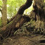 Cây cổ thụ bị xiềng xích chằng chịt suốt hàng trăm năm Bí ẩn chuyện cây cổ thụ bị xiềng xích chằng chịt suốt hàng trăm năm - 1