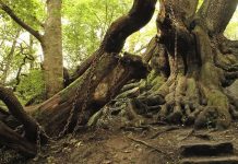 Cây cổ thụ bị xiềng xích chằng chịt suốt hàng trăm năm Bí ẩn chuyện cây cổ thụ bị xiềng xích chằng chịt suốt hàng trăm năm - 1