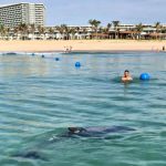 Cá heo xuất hiện gần bờ tại Bãi Dài Cam Ranh khiến du khách thích thú Cá heo xuất hiện gần bờ tại khu vực Bãi Dài /// Ảnh: Chụp lại Facebook