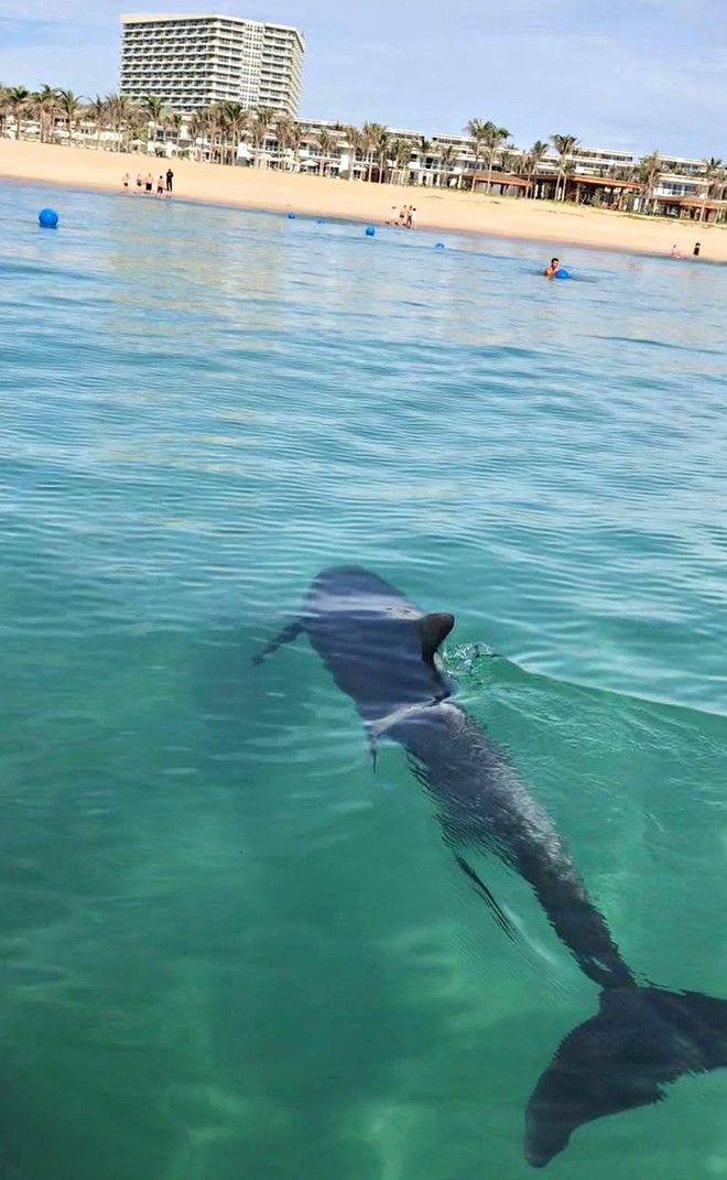 Cá heo xuất hiện gần bờ tại Bãi Dài Cam Ranh khiến du khách thích thú - ảnh 1