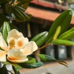 Đóa sen nằm trên cạn, tỏa hương thơm ngát ngôi chùa trăm năm tuổi Kì lạ đóa sen nằm trên cạn, tỏa hương thơm ngát ngôi chùa trăm năm tuổi - 1