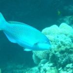 Đặc tính khác biệt của cá vẹt: Làm ra 320kg cát mỗi năm Đặc tính khác biệt của cá vẹt: Làm ra 320kg cát mỗi năm