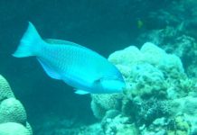 Đặc tính khác biệt của cá vẹt: Làm ra 320kg cát mỗi năm Đặc tính khác biệt của cá vẹt: Làm ra 320kg cát mỗi năm