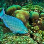 Kêu gọi không ăn cá vẹt góp phần cứu môi trường biển Kêu gọi không ăn cá vẹt góp phần cứu môi trường biển