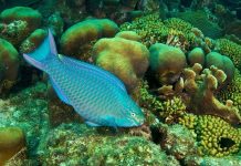 Kêu gọi không ăn cá vẹt góp phần cứu môi trường biển Kêu gọi không ăn cá vẹt góp phần cứu môi trường biển