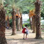 ‘Check-in’ vườn chà là rực rỡ độc đáo ở miền Tây Check-in vườn chà là rực rỡ độc đáo ở miền Tây - Ảnh 1.