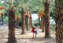 ‘Check-in’ vườn chà là rực rỡ độc đáo ở miền Tây Check-in vườn chà là rực rỡ độc đáo ở miền Tây - Ảnh 1.