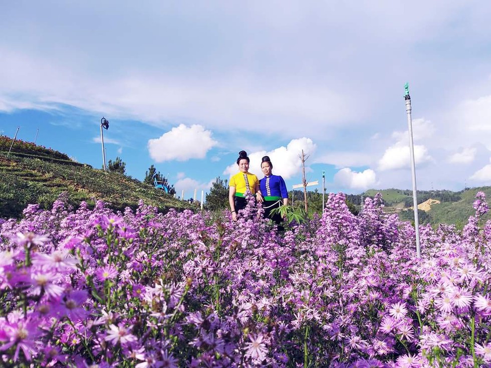 Check in đỉnh Pha Đin: Mê mẩn sắc hoa, lạc trôi giữa trời gió lộng - ảnh 15