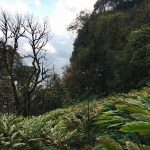 Hướng dẫn chinh phục ngọn núi Nhìu Cồ San cho dân mê trekking nhiu-co-san-lao-cai