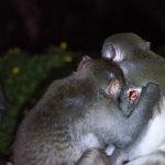 Khuyến cáo du khách không cho khỉ ăn ở bán đảo Sơn Trà Khuyến cáo du khách không cho khỉ ăn ở bán đảo Sơn Trà - Ảnh 1.