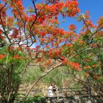 Rợp trời con đường hoa phượng đỏ ở Vũng Tàu Rợp trời con đường hoa phượng đỏ ở Vũng Tàu - Ảnh 2.