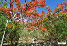 Rợp trời con đường hoa phượng đỏ ở Vũng Tàu Rợp trời con đường hoa phượng đỏ ở Vũng Tàu - Ảnh 2.