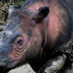 Động thực vật đang tuyệt chủng với tốc độ kỷ lục Động thực vật đang tuyệt chủng với tốc độ kỷ lục - Ảnh 1.