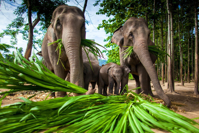 Bảo tồn thiên nhiên, Thái Lan đóng cửa công viên 133 quốc gia - Ảnh 2.