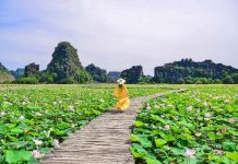 Con đường gỗ giữa hồ sen ở Hang Múa gây sốt vì vẻ lãng mạn Con đường gỗ giữa hồ sen ở Hang Múa gây sốt vì vẻ lãng mạn - Ảnh 1.
