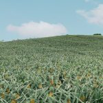 Săn ảnh đồi dứa Bắc Giang vào mùa chín vàng doi-dua-bac-giang