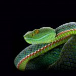 Vẻ đẹp khác thường của những loài động vật máu lạnh dong vat mau lanh anh 1