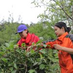 Những cô bé xứ Tuyên tuyệt vời Những cô bé xứ Tuyên tuyệt vời - Ảnh 1.