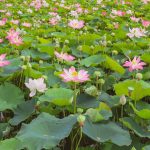 Sen nở rộ cuối mùa ở Hang Múa Sen nở rộ cuối mùa ở Hang Múa