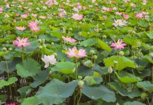 Sen nở rộ cuối mùa ở Hang Múa Sen nở rộ cuối mùa ở Hang Múa