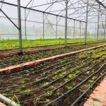 Farmstay mở cửa đón khách trở lại, thu hút người Sài Gòn Nông trại Green Noen nằm ở Củ Chi, cách trung tâm TP.HCM khoảng 60 km