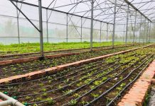 Farmstay mở cửa đón khách trở lại, thu hút người Sài Gòn Nông trại Green Noen nằm ở Củ Chi, cách trung tâm TP.HCM khoảng 60 km