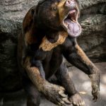 Thảo Cầm Viên bị tố bỏ đói động vật, dân mạng lên tiếng bảo vệ