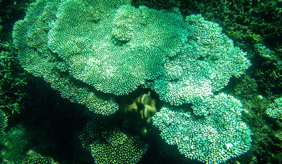 'Choáng' với cột san hô khổng lồ khi lặn biển ở Côn Đảo - ảnh 11