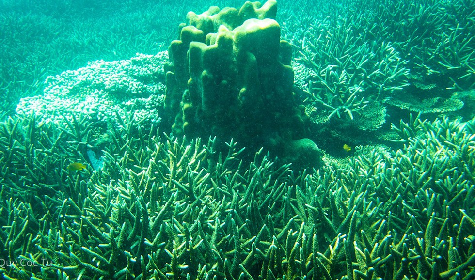 'Choáng' với cột san hô khổng lồ khi lặn biển ở Côn Đảo - ảnh 4
