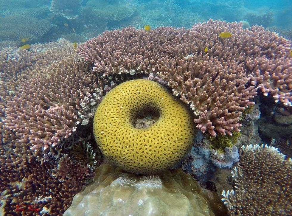 'Choáng' với cột san hô khổng lồ khi lặn biển ở Côn Đảo - ảnh 7