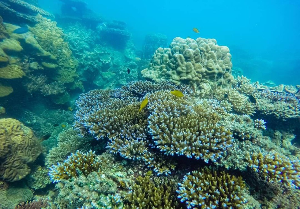 'Choáng' với cột san hô khổng lồ khi lặn biển ở Côn Đảo - ảnh 8