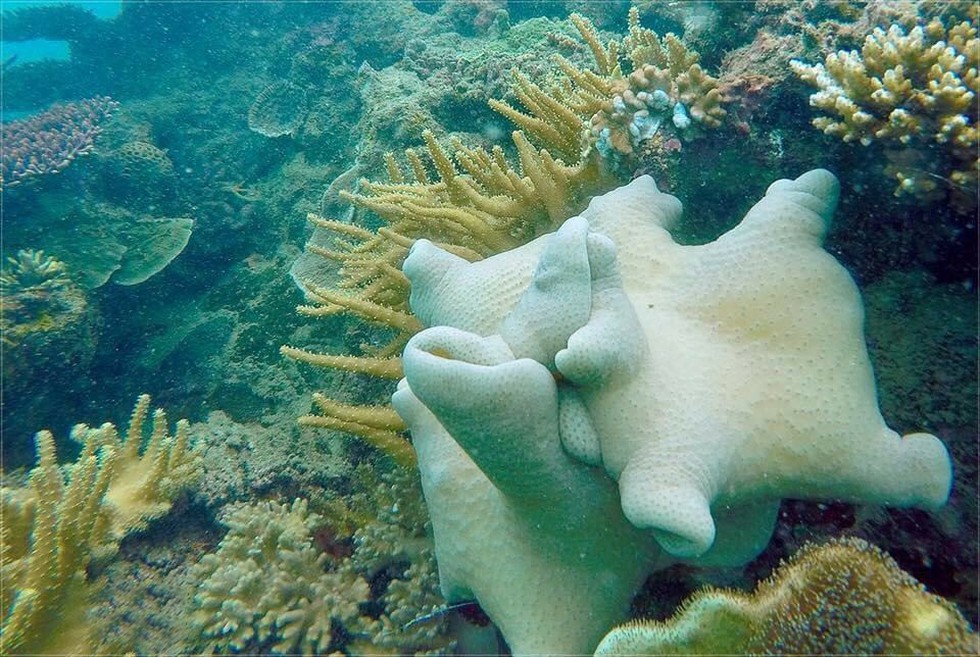 'Choáng' với cột san hô khổng lồ khi lặn biển ở Côn Đảo - ảnh 9