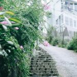 Một Đà Lạt trong trẻo, bình yên trong ảnh check-in của 9X