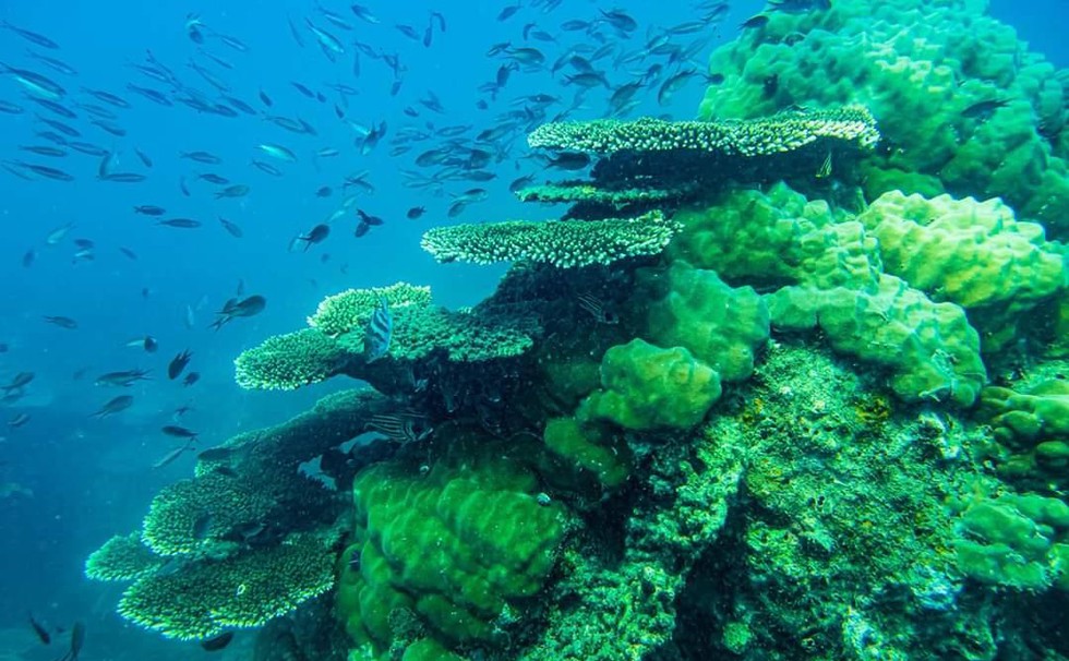 'Choáng' với cột san hô khổng lồ khi lặn biển ở Côn Đảo - ảnh 6